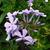 Phlox paniculata 'Cool Best'