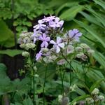 Phlox paniculata 'Cool Best' - 