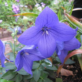 Platycodon grandiflorus