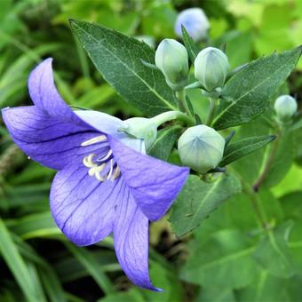 Platycodon grandiflorus