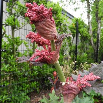 Rheum palmatum 'Atrosanguineum'