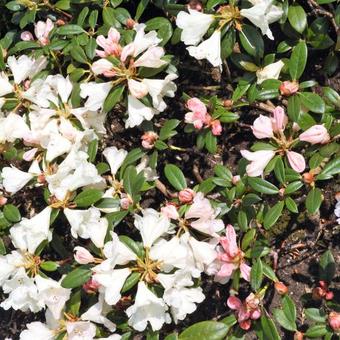 Rhododendron yakushimanum 'Dusty Miller'