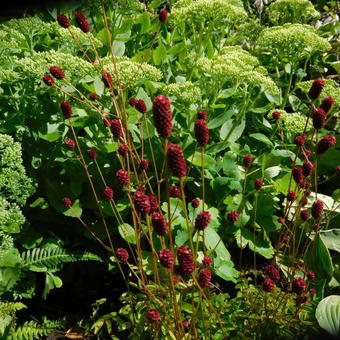 Sanguisorba officinalis 'Tanna'