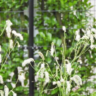 Sanguisorba tenuifolia var. alba