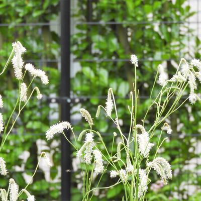 Sanguisorba tenuifolia var. alba - Sanguisorba tenuifolia var. alba