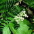 Maianthemum racemosum