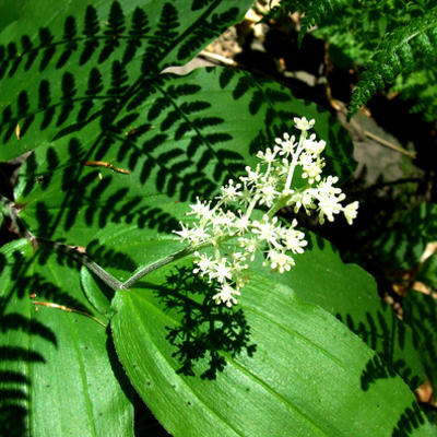 Maianthemum racemosum  