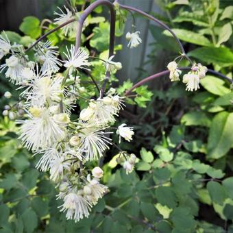 Thalictrum aquilegifolium 'Album'