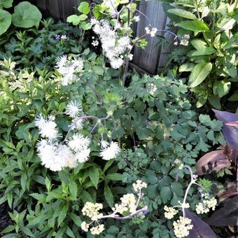 Thalictrum aquilegifolium 'Album'