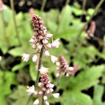 Tiarella cordifolia 'Oakleaf'