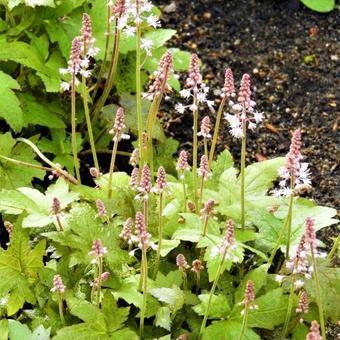 Tiarella cordifolia 'Oakleaf'