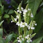 Verbena hastata 'White Spires' - 