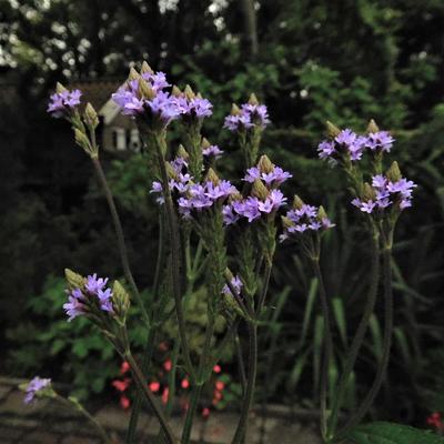 Verbena macdougalii 'Lavender Spires' - Verbena macdougalii 'Lavender Spires'