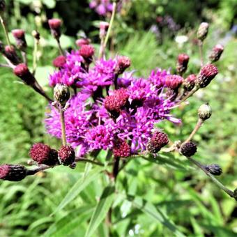 Vernonia crinita 'Mammuth'