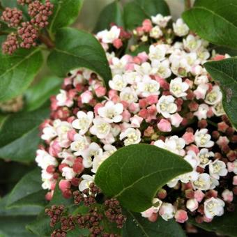 Viburnum tinus 'Gwenllian'