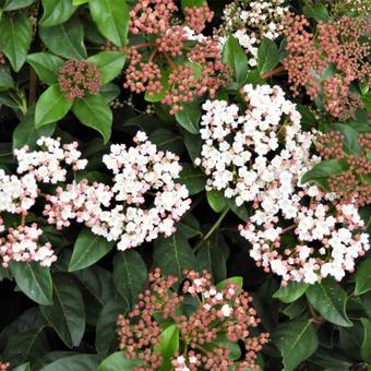 Viburnum tinus 'Gwenllian'