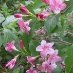 Weigela 'Rosea' - Weigela 'Rosea'