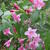 Weigela 'Rosea'