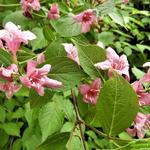 Weigela 'Rosea' - Weigela 'Rosea'