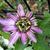 Passiflora caerulea 'Purple Haze'