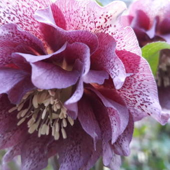 Helleborus orientalis 'Diana'