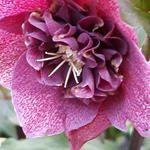 Helleborus x hybridus 'Mara' - 