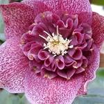 Helleborus x hybridus 'Mara' - 