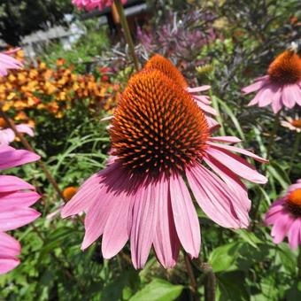 Echinacea purpurea 'Leuchtstern'