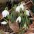 Galanthus nivalis 'Flore Pleno'