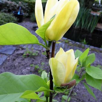 Magnolia x brooklynensis 'Yellow Bird'