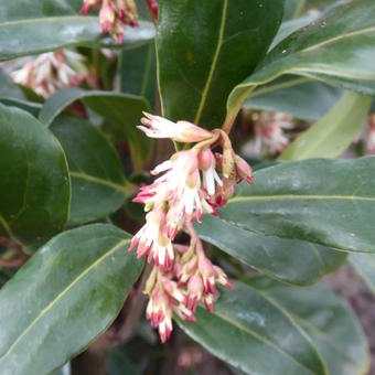 Sarcococca hookeriana 'Winter Gem'