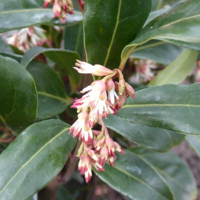 Sarcococca hookeriana 'Winter Gem' - 