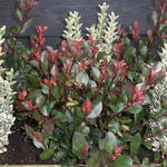 Photinia x fraseri 'Chico' - 