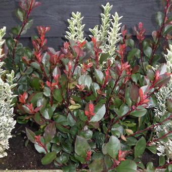 Photinia x fraseri 'Chico'