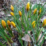 Crocus chrysanthus 'Zwanenburg Bronze' - 