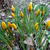 Crocus chrysanthus 'Zwanenburg Bronze'