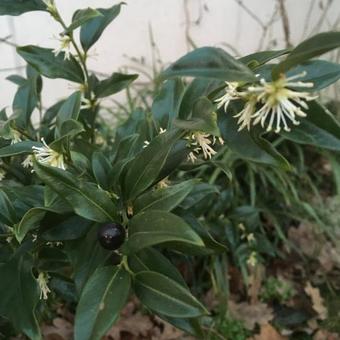 Sarcococca confusa