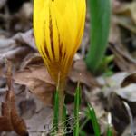 Crocus chrysanthus var. 'fuscotinctus' - 