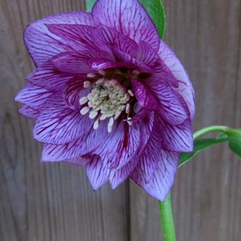 Helleborus x hybridus 'SPRING PROMISE Lily'