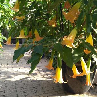 Brugmansia