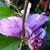 Hibiscus syriacus 'Ardens'