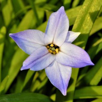 Ipheion uniflorum 'Wisley Blue'