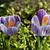 Crocus vernus 'King of the Striped'