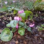 Cyclamen coum 'Rubrum' - 