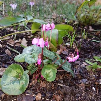 Cyclamen coum 'Rubrum'