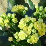 Kalanchoë blossfeldiana 'Perfecta Yellow´ - 