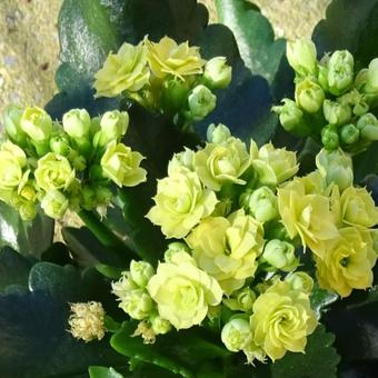 Kalanchoë blossfeldiana 'Perfecta Yellow´