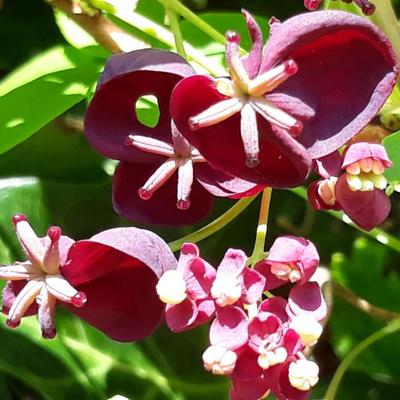 akébie à cinq feuilles - Akebia quinata