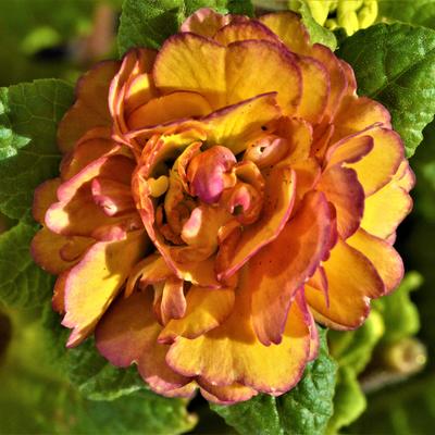 Primula vulgaris BELARINA 'Nectarine' - 