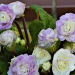 Primula vulgaris BELARINA 'Pink Ice' - 